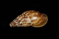 藏品(美嬌蝸牛)的圖片